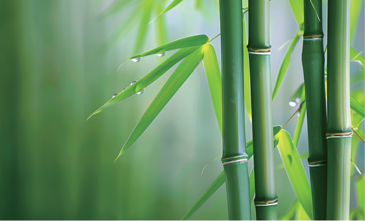 張?chǎng)卧洪L(zhǎng)發(fā)明的無(wú)機(jī)膠復(fù)合竹材料與結(jié)構(gòu)，為竹材在建筑結(jié)構(gòu)中的應(yīng)用帶來(lái)新突破